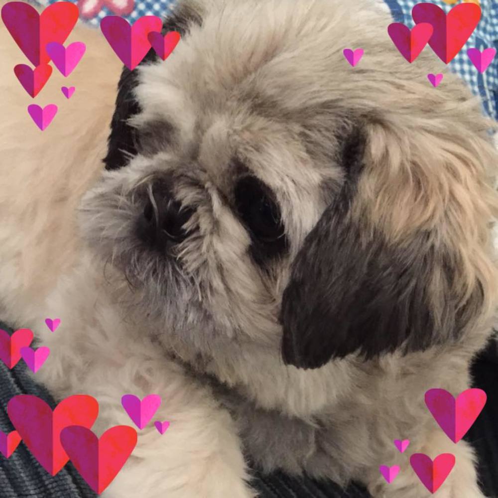 Meet your Posher, Cocochew